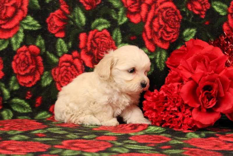 puppy, for, sale, Morkie-Poo, Matthew B. Stoltzfus, dog, breeder, Gap, PA, dog-breeder, puppy-for-sale, forsale, nearby, find, puppyfind, locator, puppylocator, aca